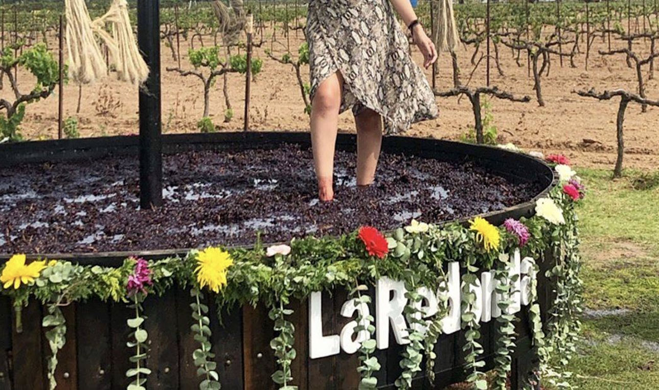 Tour Viñedo La Redonda